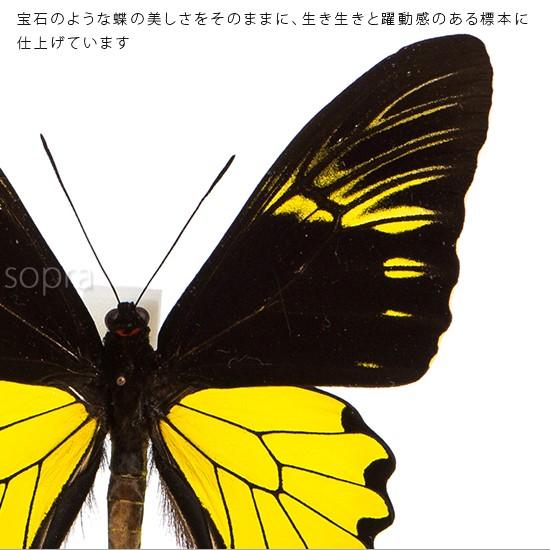 昆虫標本 蝶の標本 アンフリサスキシタアゲハ アクリルフレーム 黒