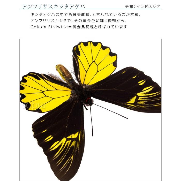 昆虫標本 蝶の標本 アンフリサスキシタアゲハ アクリルフレーム 白｜soprano｜06