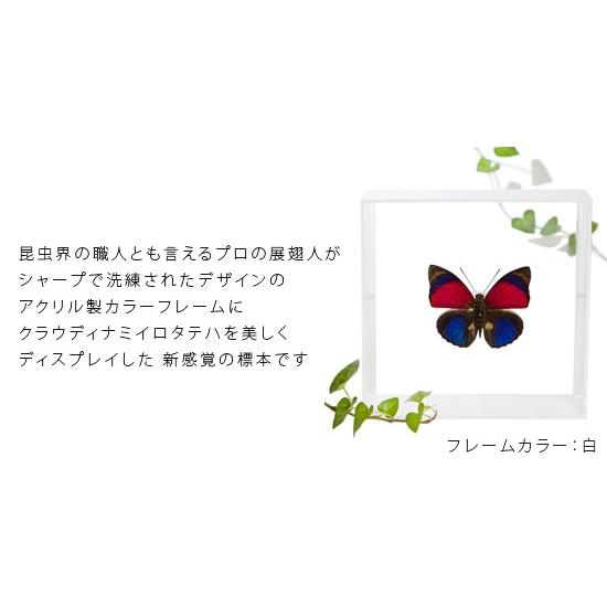 昆虫標本 蝶の標本 クラウディナミイロタテハ アクリルフレーム 黒
