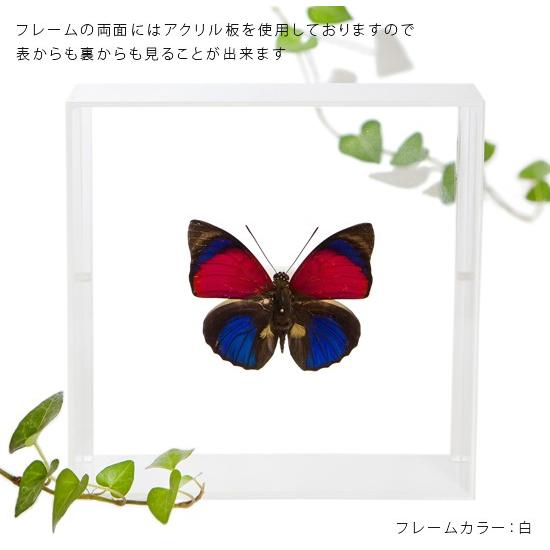 昆虫標本 蝶の標本 クラウディナミイロタテハ アクリルフレーム 黒