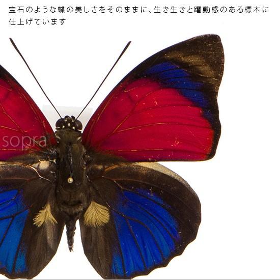 昆虫標本 蝶の標本 クラウディナミイロタテハ アクリルフレーム 黒