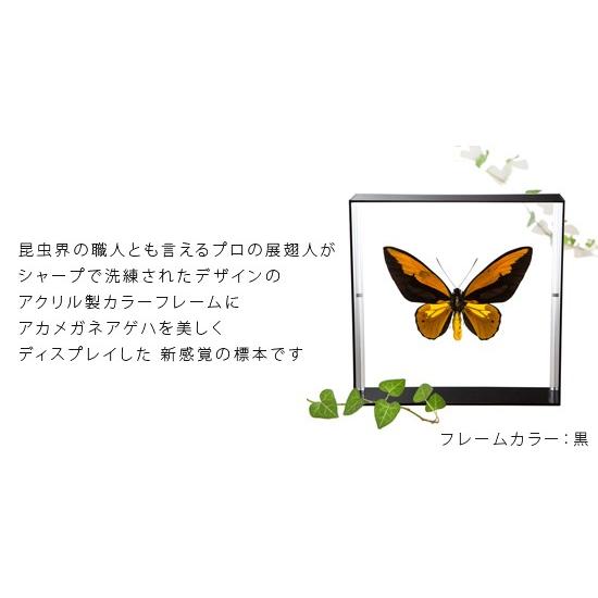 希少蝶標本メガネアゲハ（異常型）蝶標本採取現状品のみケース20x19cm 希少蝶標本メガネアゲハ（異常型）蝶標本採取現状品のみケース