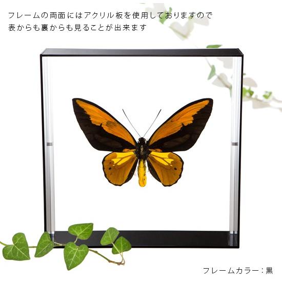 Angel's Wings 蝶の標本 黒フレーム J <1005z昆虫・標本・蝶> 昆虫標本