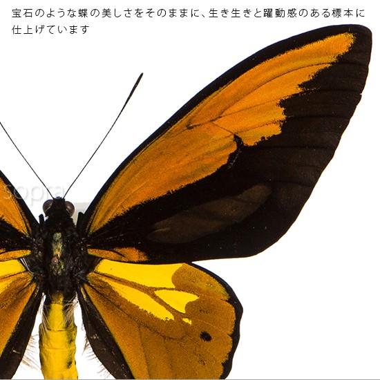 マボロシアカネタテハ︎︎ ♀・素晴らしい！ 蝶 昆虫 標本 マボロシアカネタテハ︎︎ ♀・素晴らしい！ 蝶 昆虫 標本