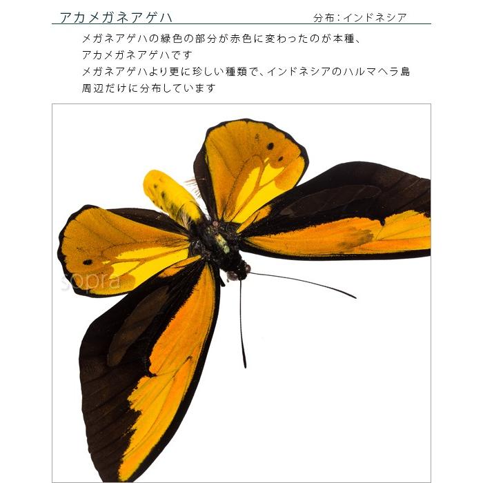 昆虫標本 蝶の標本 アカメガネアゲハ アクリルフレーム 白