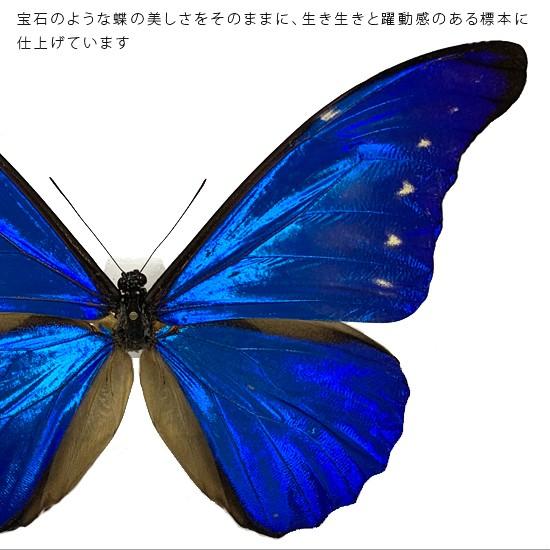 ポイント10倍 期間限定 昆虫標本 蝶の標本 カキカモルフォ アクリルフレーム 白｜soprano｜04