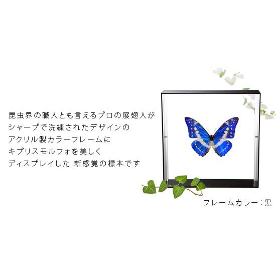 昆虫標本 蝶の標本 キプリスモルフォ アクリルフレーム 黒 昆虫標本 蝶の標本 キプリスモルフォ アクリルフレーム 黒