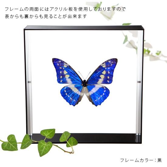 昆虫標本 蝶の標本 キプリスモルフォ アクリルフレーム 白