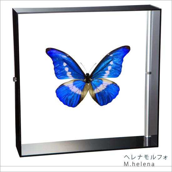 昆虫標本 蝶の標本 ヘレナモルフォ アクリルフレーム 黒 : ソプラノ