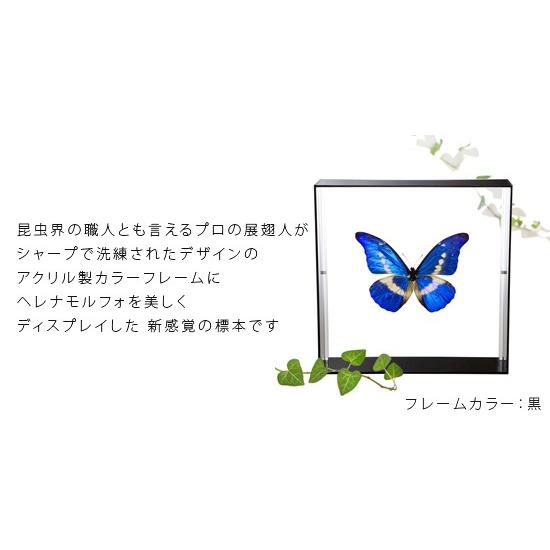 昆虫標本 蝶の標本 ヘレナモルフォ アクリルフレーム 黒 : ソプラノ
