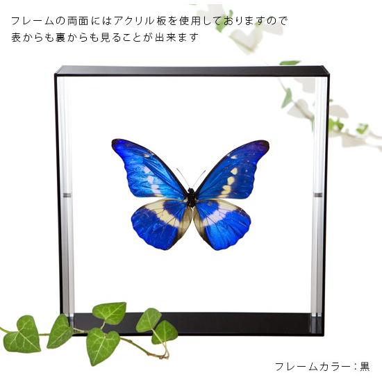 昆虫標本 蝶の標本 ヘレナモルフォ アクリルフレーム 黒｜soprano｜03