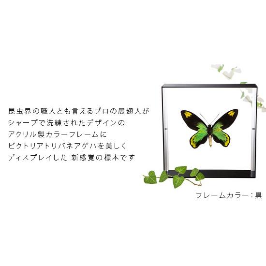 昆虫標本 蝶の標本 ビクトリアトリバネアゲハ アクリルフレーム 昆虫標本 蝶の標本 ビクトリアトリバネアゲハ アクリルフレーム