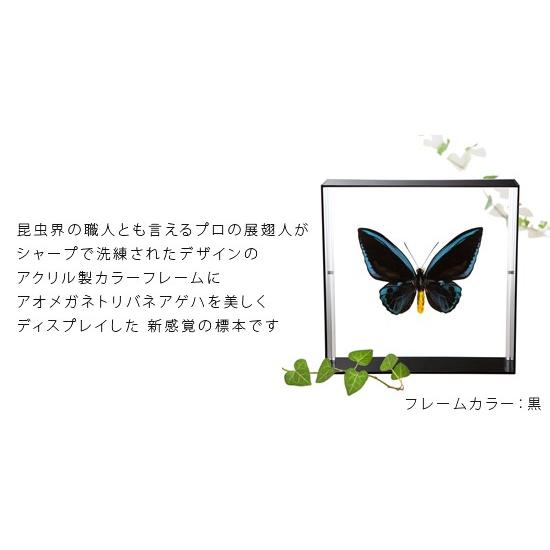 蝶標本 アオメガネトリバネアゲハ 【公式通販】