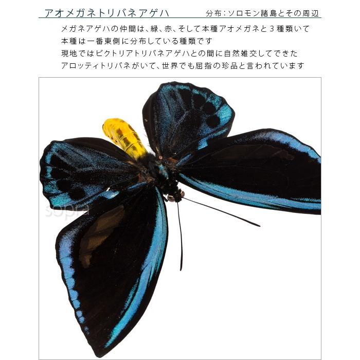 アオメガネトリバネアゲハ2頭ほか9頭