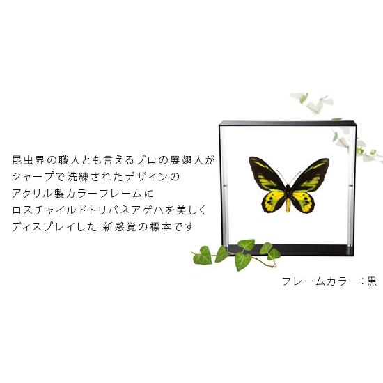昆虫標本 蝶の標本 ロスチャイルドトリバネアゲハ アクリルフレーム 黒｜soprano｜02