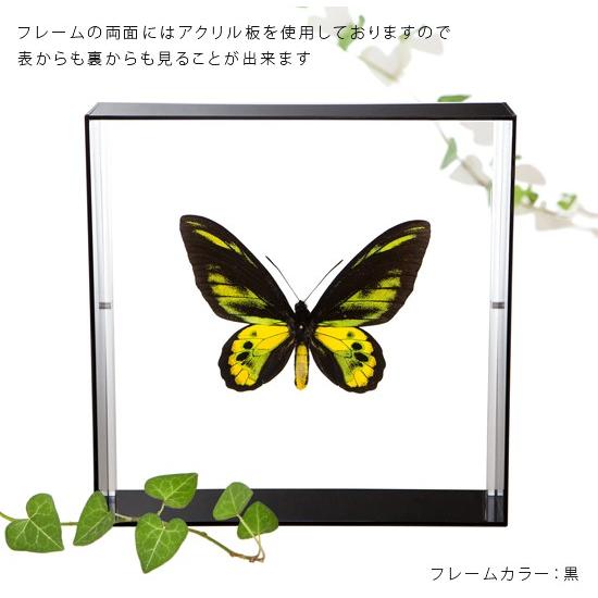 昆虫標本 蝶の標本 ロスチャイルドトリバネアゲハ アクリルフレーム 黒｜soprano｜03
