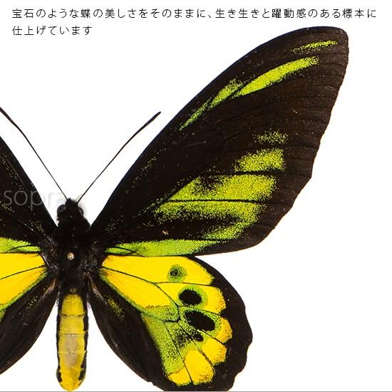 昆虫標本 蝶の標本 ロスチャイルドトリバネアゲハ アクリルフレーム 白｜soprano｜04