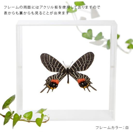 ポイント10倍 期間限定 昆虫標本 蝶の標本 シボリアゲハ アクリルフレーム 黒｜soprano｜03