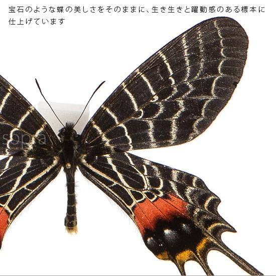 ポイント10倍 期間限定 昆虫標本 蝶の標本 シボリアゲハ アクリルフレーム 黒｜soprano｜04