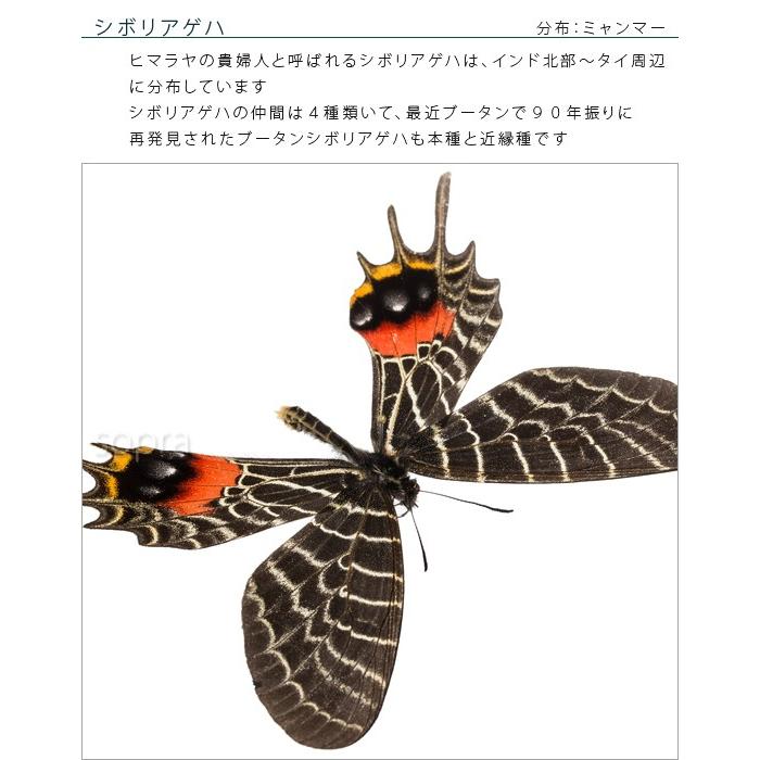昆虫標本 蝶の標本 シボリアゲハ アクリルフレーム 黒