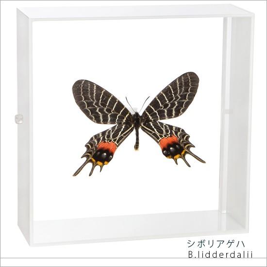 昆虫標本 蝶の標本 シボリアゲハ アクリルフレーム 白 : ソプラノYahoo