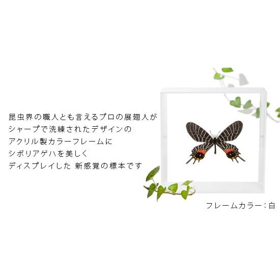 昆虫標本 蝶の標本 シボリアゲハ アクリルフレーム 白 : ソプラノYahoo
