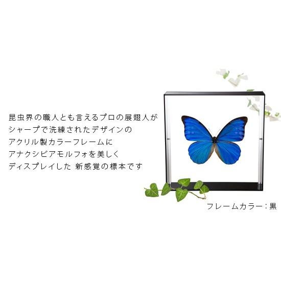 昆虫標本 蝶の標本 アナクシビアモルフォ アクリルフレーム 白 