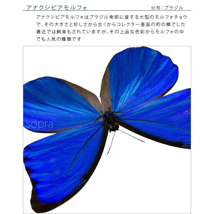 昆虫標本 蝶の標本 レテノールモルフォ アクリルフレーム 白