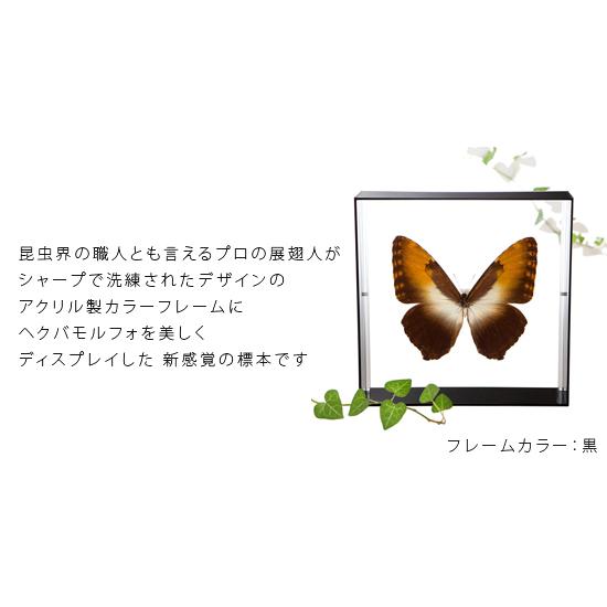 昆虫標本 蝶の標本 ヘクバモルフォ アクリルフレーム 白｜soprano｜02