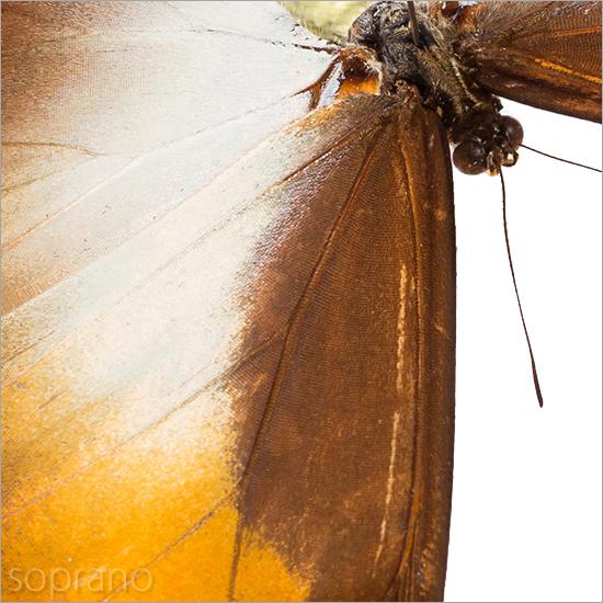 昆虫標本 蝶の標本 ヘクバモルフォ アクリルフレーム 白｜soprano｜07
