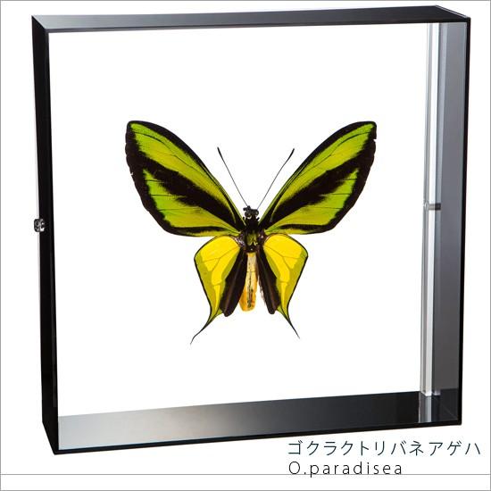販売新品 昆虫標本 蝶の標本 ゴクラクトリバネアゲハ アクリルフレーム 黒 Lis Caf3021b ソプラノyahoo 店 通販 Yahoo ショッピング 激安売筋品 Www Voedselbankdordrecht Nl