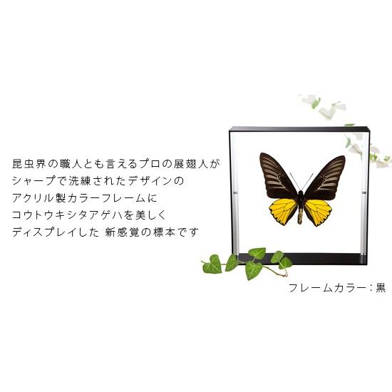 昆虫標本 蝶の標本 コウトウキシタアゲハ アクリルフレーム 白｜soprano｜02