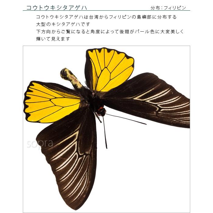 昆虫標本 蝶の標本 コウトウキシタアゲハ アクリルフレーム 白｜soprano｜06