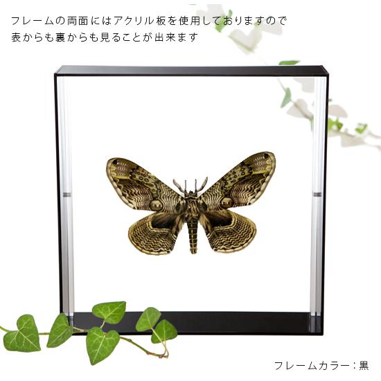 昆虫標本 蝶の標本 イボタガ アクリルフレーム 黒｜soprano｜03