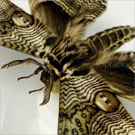 昆虫標本 蝶の標本 イボタガ アクリルフレーム 黒｜soprano｜08