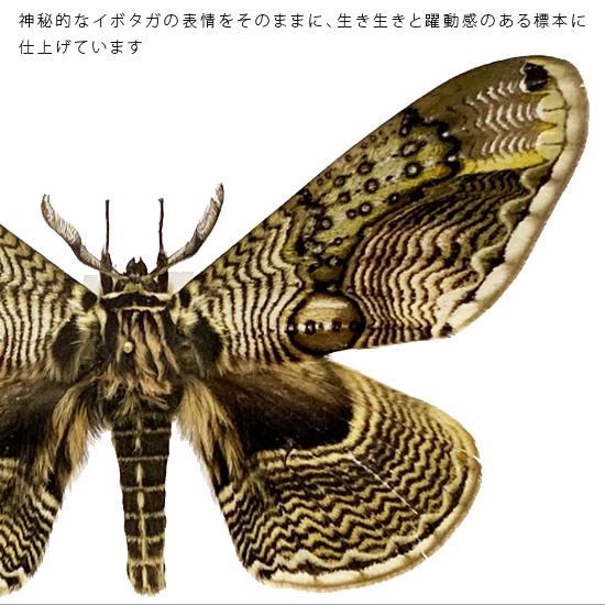 【昆虫標本】Acherontia atropos 10exs. （未展翅） 昆虫標本 蝶の標本 イボタガ アクリルフレーム 白 : ソプラノ