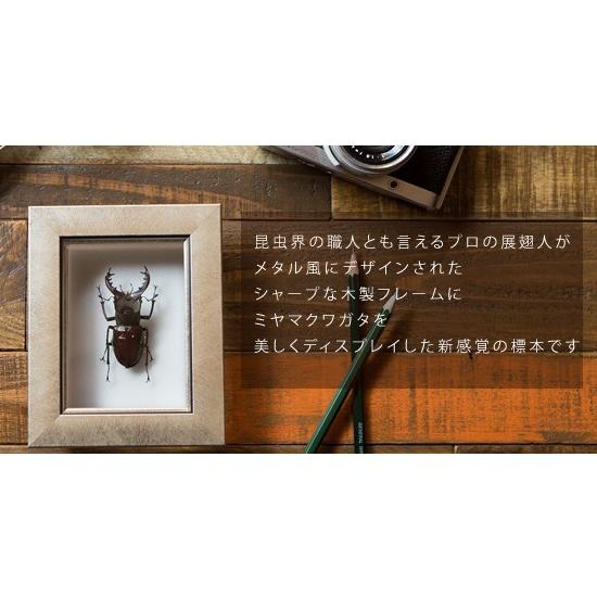 昆虫標本 ミヤマクワガタ メタリック調ライトフレーム : ソプラノYahoo