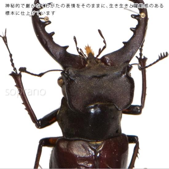 クワガタ標本 木製フレーム 壁掛け用 昆虫標本 ミヤマクワガタ メタリック調ライトフレーム : ソプラノYahoo