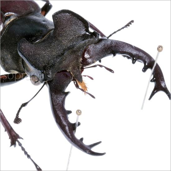 昆虫標本 ミヤマクワガタ メタリック調ライトフレーム : ソプラノYahoo