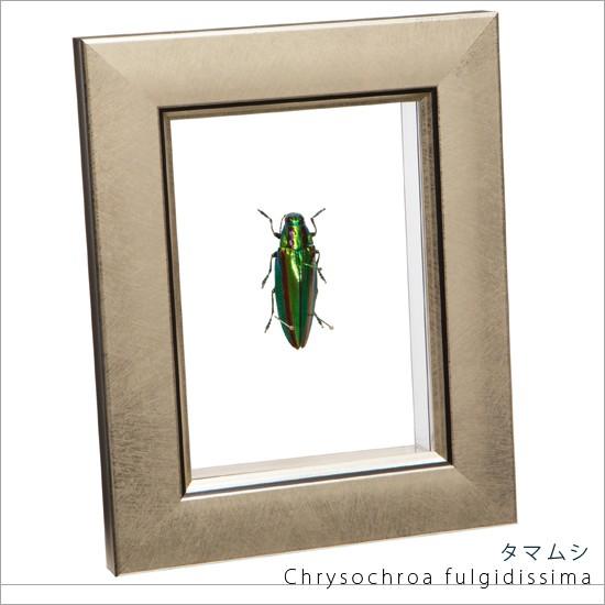 昆虫標本 タマムシ メタリック調ライトフレーム : ソプラノYahoo