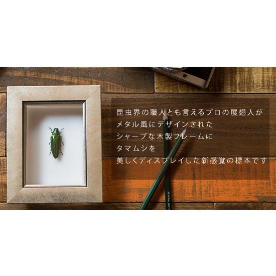 昆虫標本 タマムシ メタリック調ライトフレーム : ソプラノYahoo