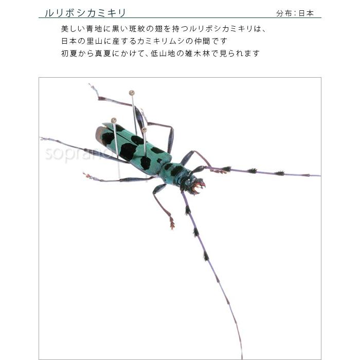 昆虫標本 ルリボシカミキリ メタリック調ライトフレーム : ソプラノ
