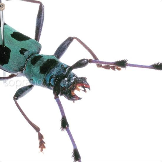 パラタイプ　カミキリ　標本 昆虫標本 ルリボシカミキリ メタリック調ライトフレーム