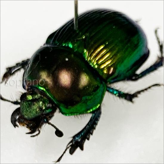 昆虫標本 オオセンチコガネ 2匹 メタリック調ライトフレーム