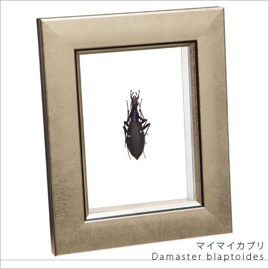 昆虫標本 マイマイカブリ メタリック調ライトフレーム : ソプラノYahoo