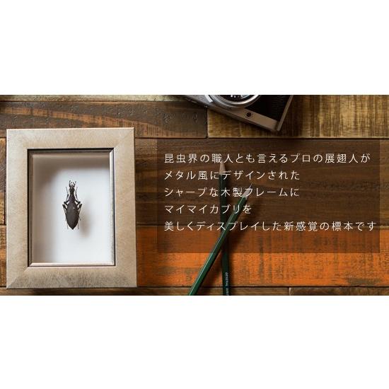 昆虫標本 マイマイカブリ メタリック調ライトフレーム : ソプラノYahoo
