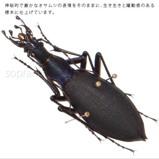 昆虫標本 マイマイカブリ メタリック調ライトフレーム : ソプラノYahoo
