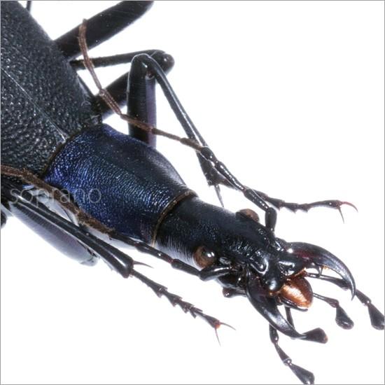 昆虫標本 マイマイカブリ メタリック調ライトフレーム : ソプラノYahoo