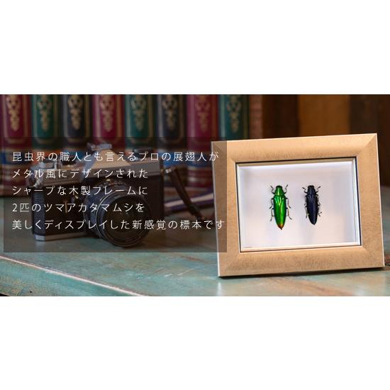 F20サイズ金色玉虫クラシック色額縁　アクリル入り FUJICOLOR 木製額縁 M12 アクリル 4切 | アサヌマネットショップ