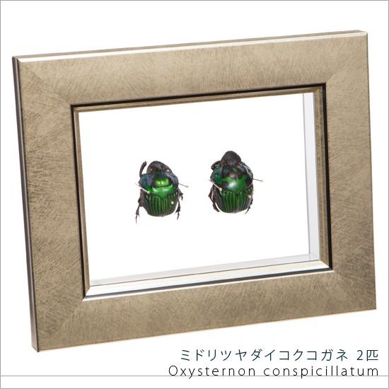 【フンチュウ標本】ミドリツヤダイコクコガネ/エクアドル産/♂25mm♀26mm フンチュウ標本】ミドリツヤダイコクコガネ/エクアドル産/♂25mm